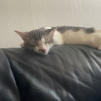 Photo of Oliver