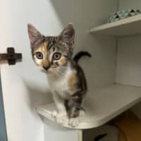 Photo of Paws