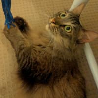 Photo of Lulu