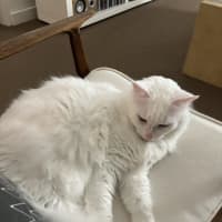 Photo of Mr Bigglesworth