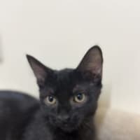 Photo of Sid   Now At Pet Quarters Rutherford