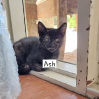 Photo of Ash