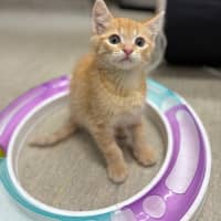 Photo of Jellybean