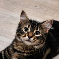 Photo of Cora