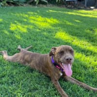 Photo of Lola 