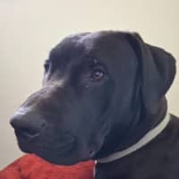 Photo of Tiny   1 Year Old Great Dane X Labrador (Trial)