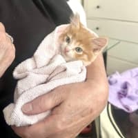 Photo of Cheeto