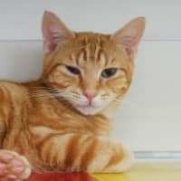 Photo of Malt Rsta012317 & Baffo Suk013887