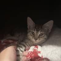 Photo of Cinnamon