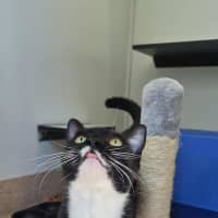 Photo of Pingi