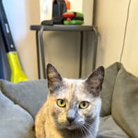 Photo of Piper