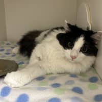 Photo of Willow