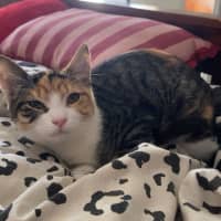 Photo of Nibbles