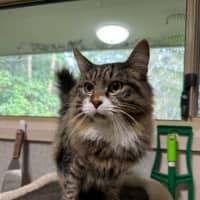 Photo of Smokey