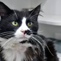 Photo of Mistoffelees