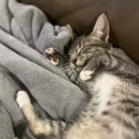 Photo of Lilo