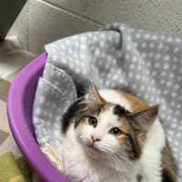 Photo of Poppy