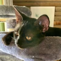 Photo of Neko