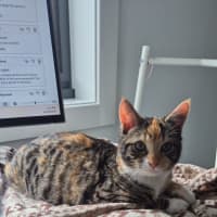Photo of Cleopatra