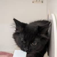 Photo of Custard Eclair