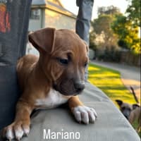 Photo of Abuela Litter
