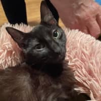 Photo of Sir Cuddles A Lot   6 Month Old Domestic Sh