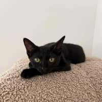 Photo of Scarlett