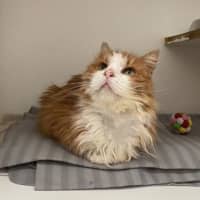 Photo of Simba