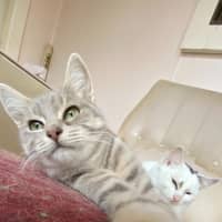 Photo of Hana   Located In Clayton