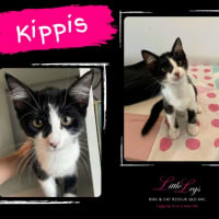 Photo of Kippis
