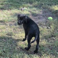 Photo of Hattie