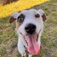 Photo of Patches (67738)