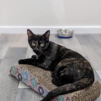 Photo of Hazel & Olive  Located In Keilor Downs