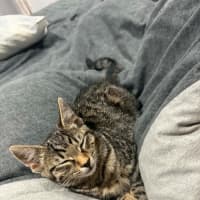 Photo of Nala *9 Lives Project Rescue*