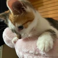Photo of Gizmo