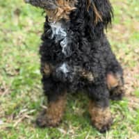 Photo of Teddy