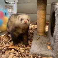 Photo of Jora & Theon