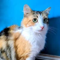 Photo of Belle