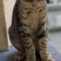 Photo of Wally (8983)