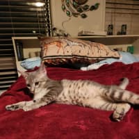 Photo of Ridoc
