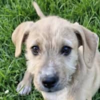 Photo of Chivas Regal 