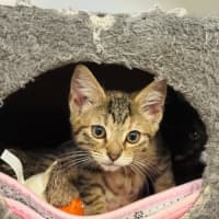 Photo of Honey 