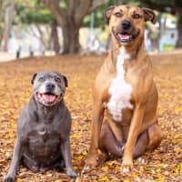 Photo of Lily And Tazi
