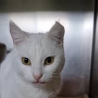 Photo of Chip