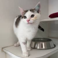 Photo of Olive