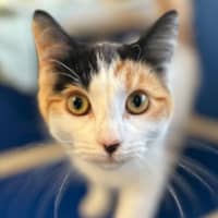 Photo of Miso