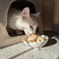 Photo of Marshmellow 