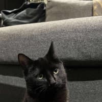 Photo of Toothless
