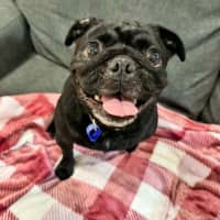 Photo of Peggy   5 Year Old French Bulldog X Pug