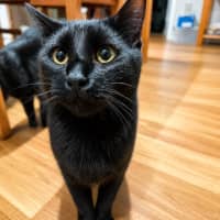 Photo of Luca / Raven / Raven / Luca